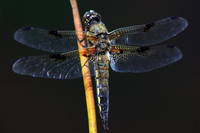 Vierfleck (Libellula quadrimaculata)