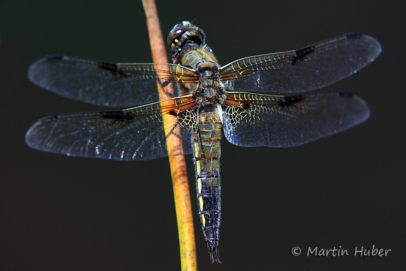 Vierfleck (Libellula quadrimaculata)