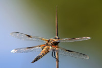 Vierfleck (Libellula quadrimaculata)
