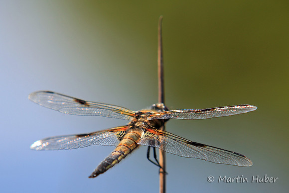 Vierfleck (Libellula quadrimaculata)