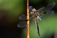 Vierfleck (Libellula quadrimaculata)