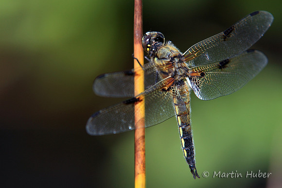 Vierfleck (Libellula quadrimaculata)