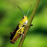 Heuschrecke