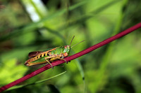 Heuschrecke