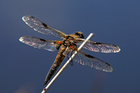 Vierfleck (Libellula quadrimaculata)