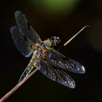 Vierfleck (Libellula quadrimaculata)