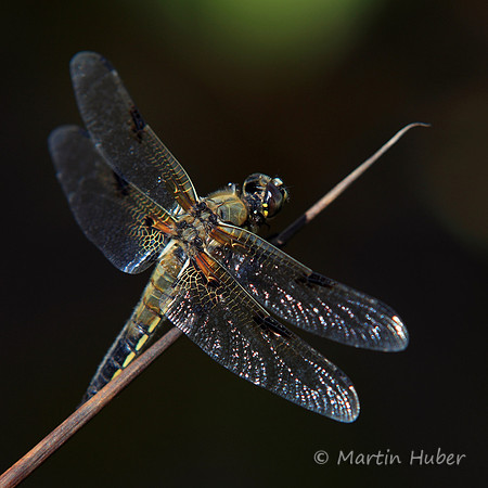 Vierfleck (Libellula quadrimaculata)