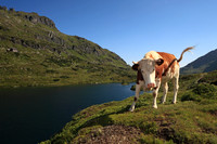 Angriffslustiges Rindvieh am Giglachsee