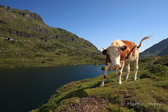 Angriffslustiges Rindvieh am Giglachsee