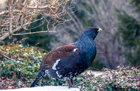 Auerhahn, Tetrao urogallus