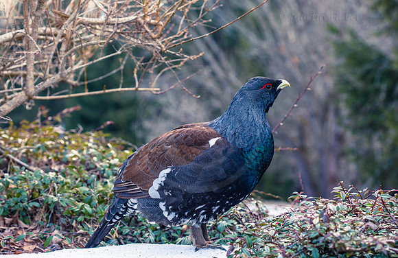 Auerhahn, Tetrao urogallus