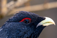 Auerhahn, Tetrao urogallus