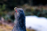 Auerhahn, Tetrao urogallus