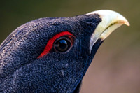 Auerhahn, Tetrao urogallus
