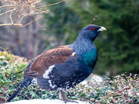 Auerhahn, Tetrao urogallus