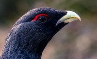 Auerhahn, Tetrao urogallus
