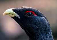 Auerhahn, Tetrao urogallus