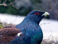 Auerhahn, Tetrao urogallus