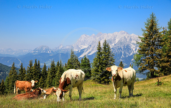 Kühe in der Kaiblingalm
