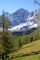 THEMENBILD, Lärchen, Frühling, Dachstein