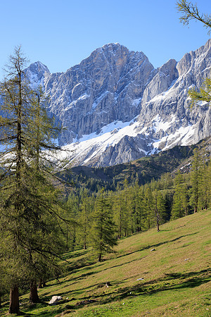 THEMENBILD, Lärchen, Frühling, Dachstein