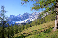 THEMENBILD, Lärchen, Frühling, Dachstein