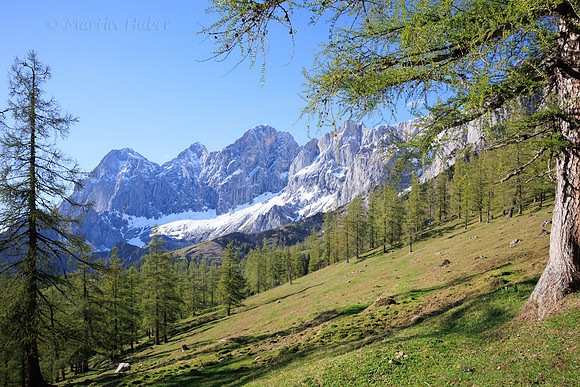 THEMENBILD, Lärchen, Frühling, Dachstein