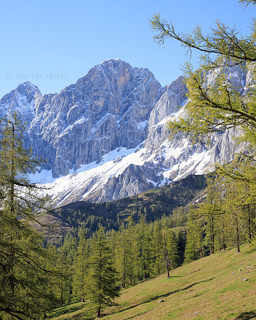 THEMENBILD, Lärchen, Frühling, Dachstein