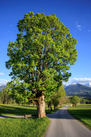 THEMENBILD, Frühling in den Bergen, Ramsau