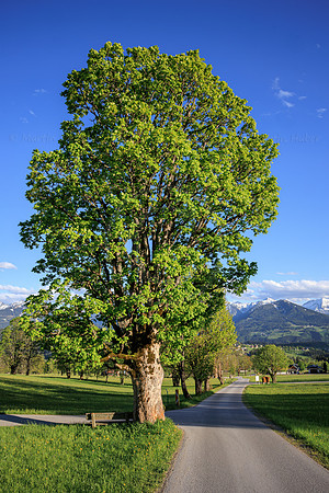 THEMENBILD, Frühling in den Bergen, Ramsau