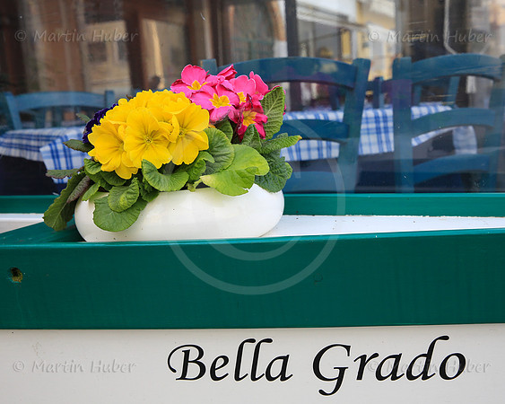 Bella Grado