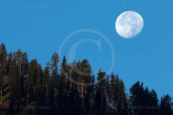 Mond und Hochwurzen-Bäume