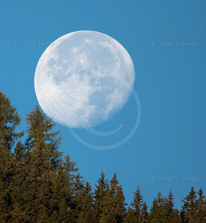 Mond und Hochwurzen-Bäume