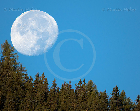 Mond und Hochwurzen-Bäume