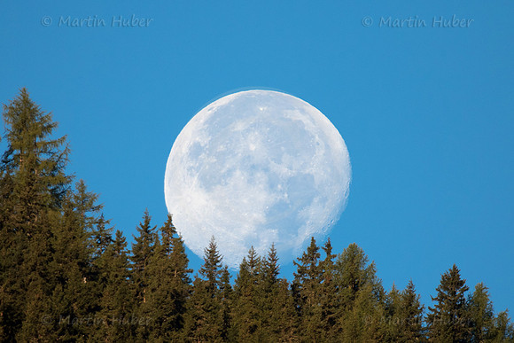 Mond und Hochwurzen-Bäume