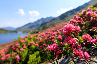 Almrauschblüte, Giglachseen