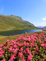 Almrauschblüte, Giglachseen