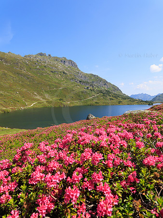 Almrauschblüte, Giglachseen