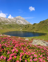 Almrauschblüte, Giglachseen