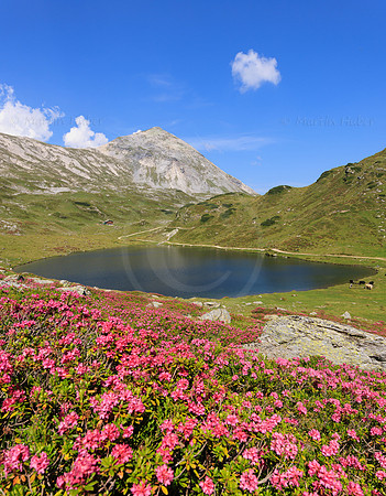 Almrauschblüte, Giglachseen