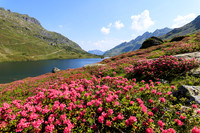 NaturHighlights 2026 - Juni