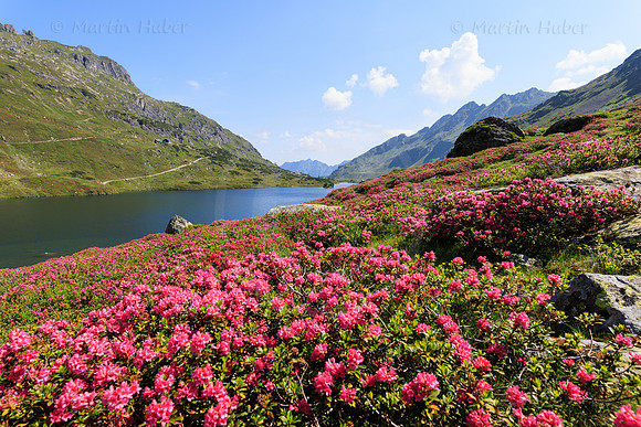 Almrauschblüte, Giglachseen