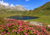 Almrauschblüte, Giglachseen
