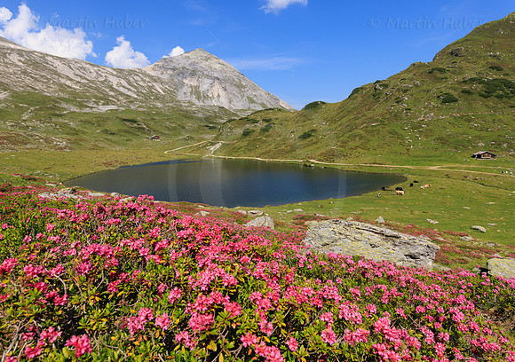 Almrauschblüte, Giglachseen