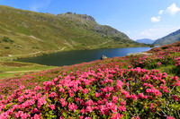 Almrauschblüte, Giglachseen