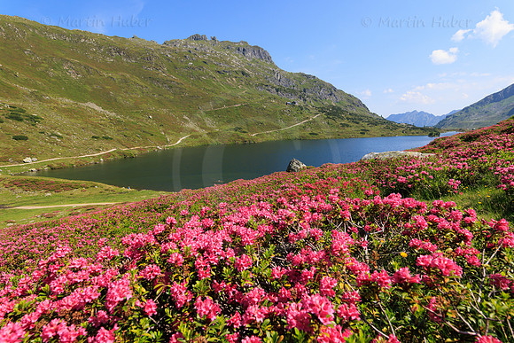 Almrauschblüte, Giglachseen