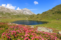 Almrauschblüte, Giglachseen