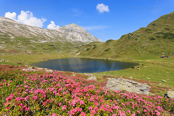 Almrauschblüte, Giglachseen