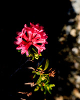 Almrauschblüte, Giglachseen