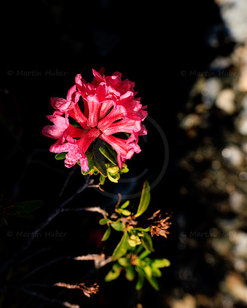 Almrauschblüte, Giglachseen